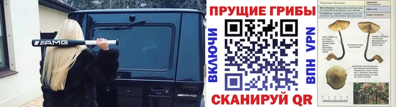 наркотики  Петровск-Забайкальский  hydra онион  Псилоцибиновые грибы мицелий 